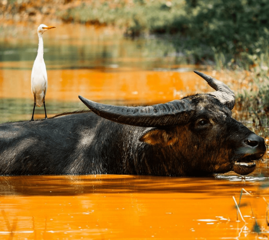 Animals of the Adelaide River