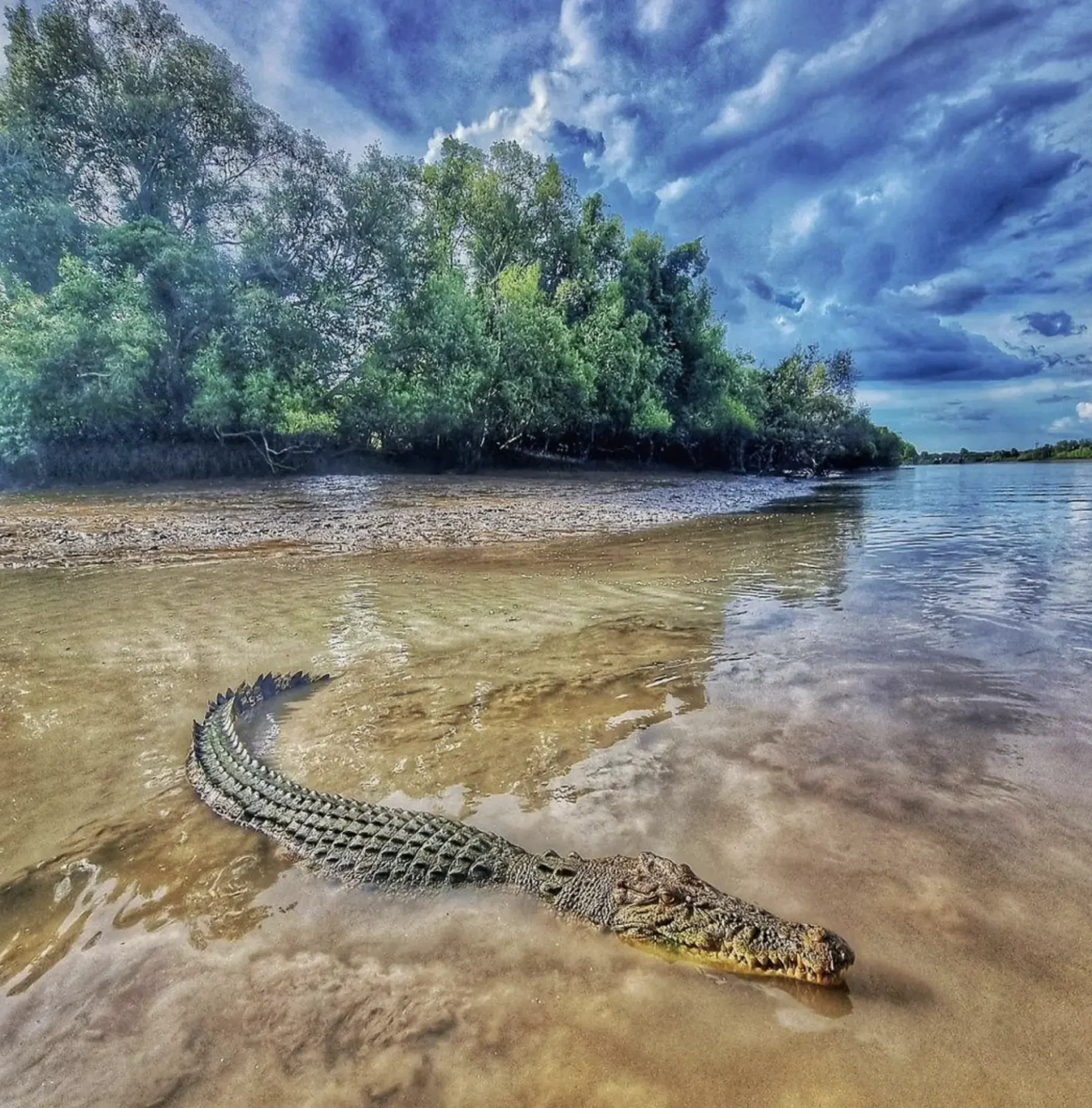 Crocodile Conservation and Lifespan