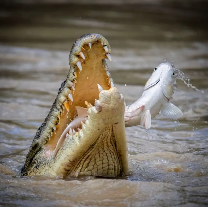 Crocodile Tours