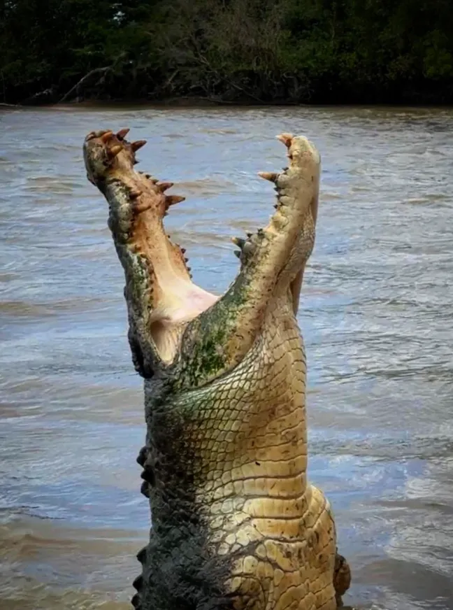 Crocosaurus Cove