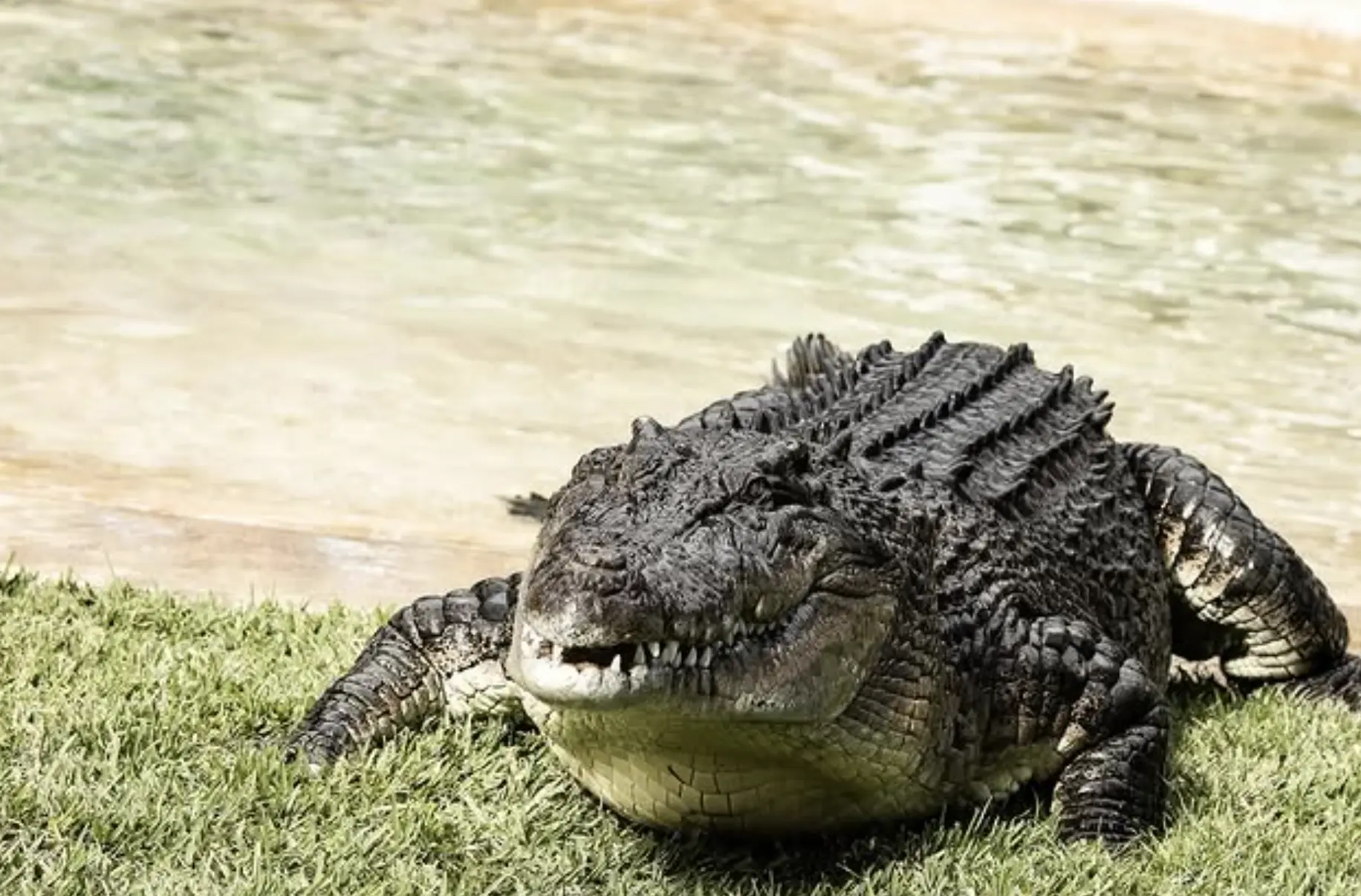 Feeding and Diet crocs