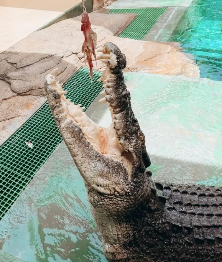 How do crocodiles eat their prey