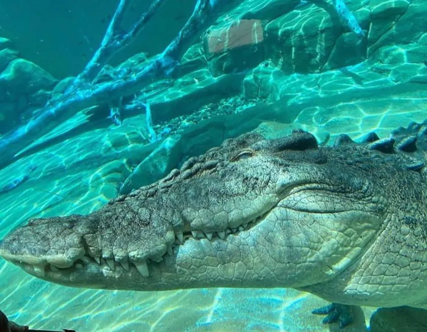 How much do crocodiles eat