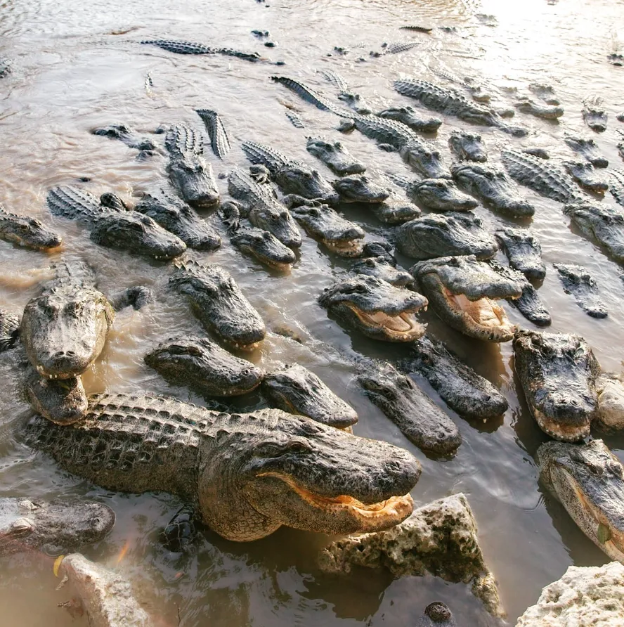 Koorana Crocodile Farm in Rockhampton