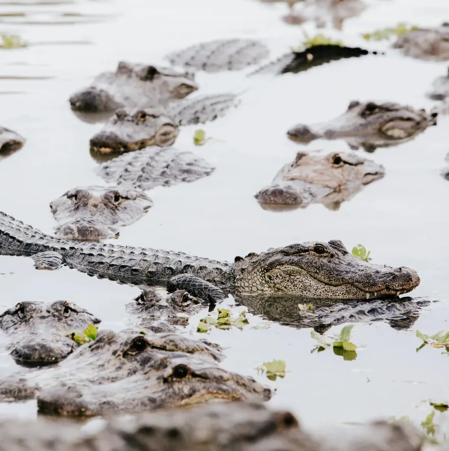 Koorana Crocodile Farm