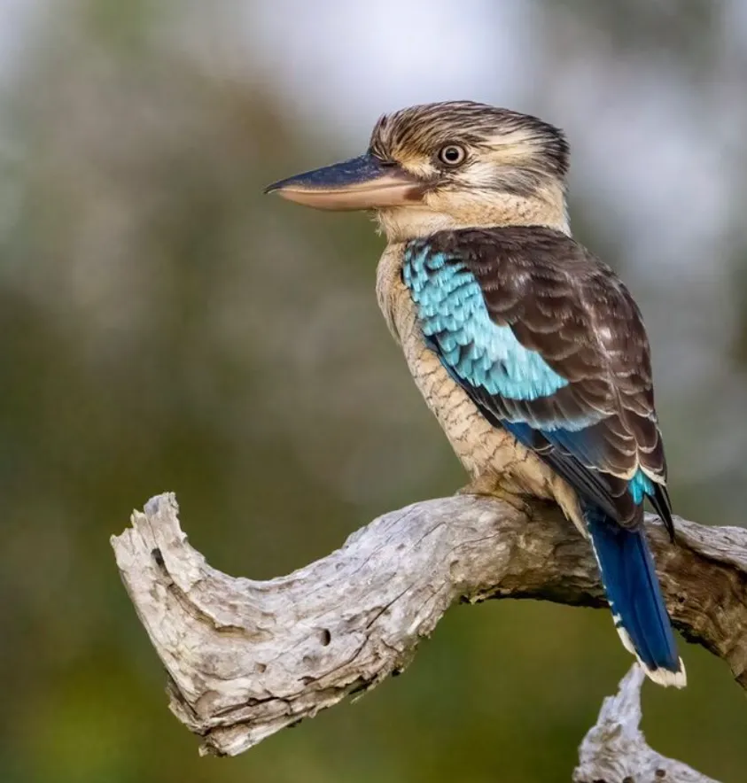Rich birdlife