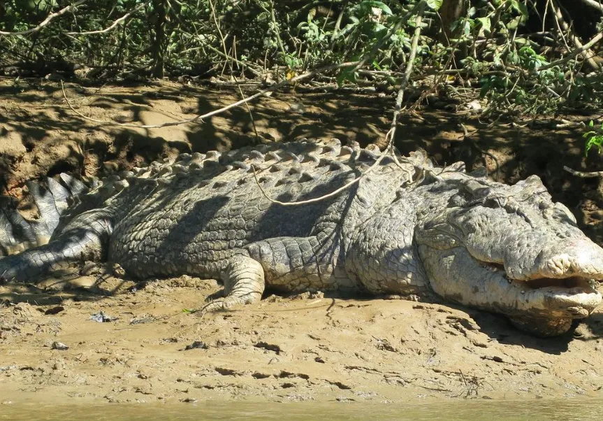 Saltwater crocodiles