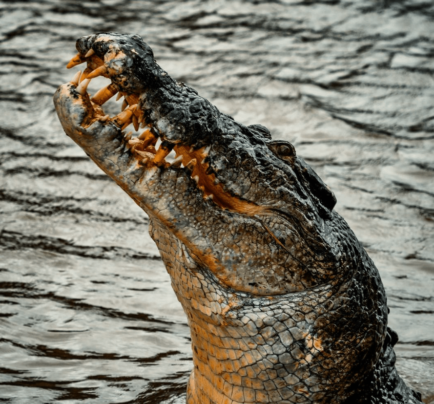 Sea crocodiles of the Adelaide River