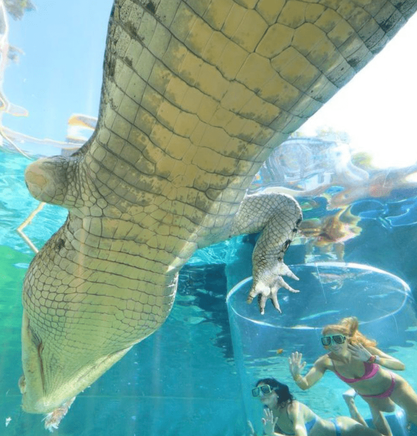 Swimming with crocodiles at Crocosaurus Cove Darwin