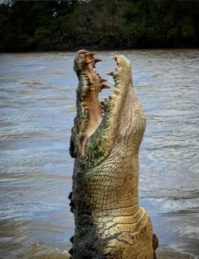 The Saltwater Crocodile