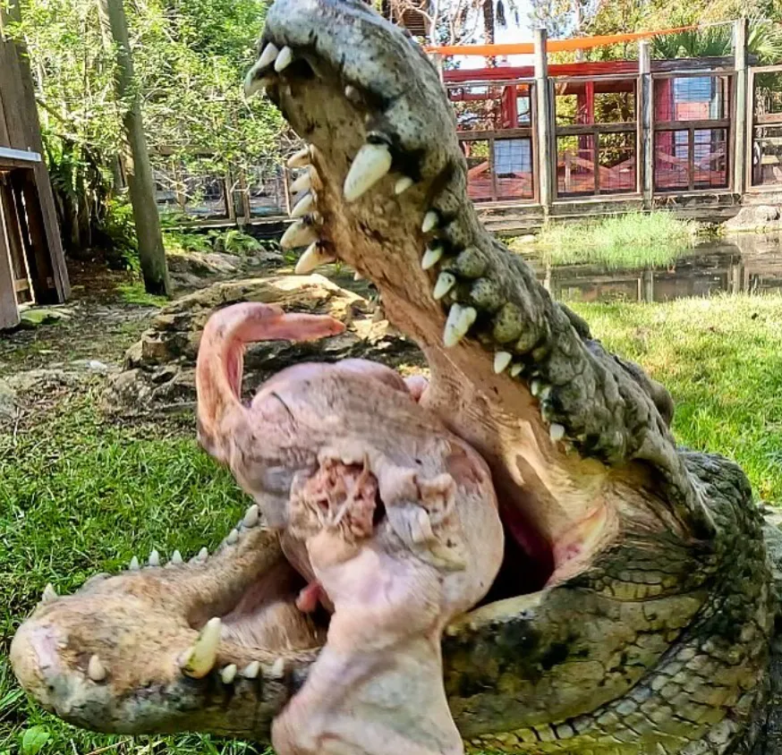 What do freshwater crocodiles eat