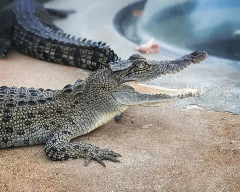 What do sea crocodiles eat