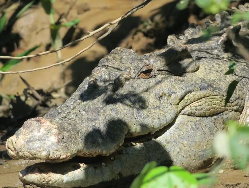 What do sea crocodiles eat