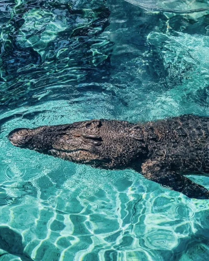 What to expect at Crocosaurus Cove