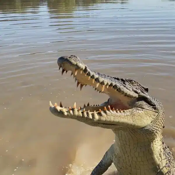 When Crocs Put On Their Best Show (And Why Timing Matters)