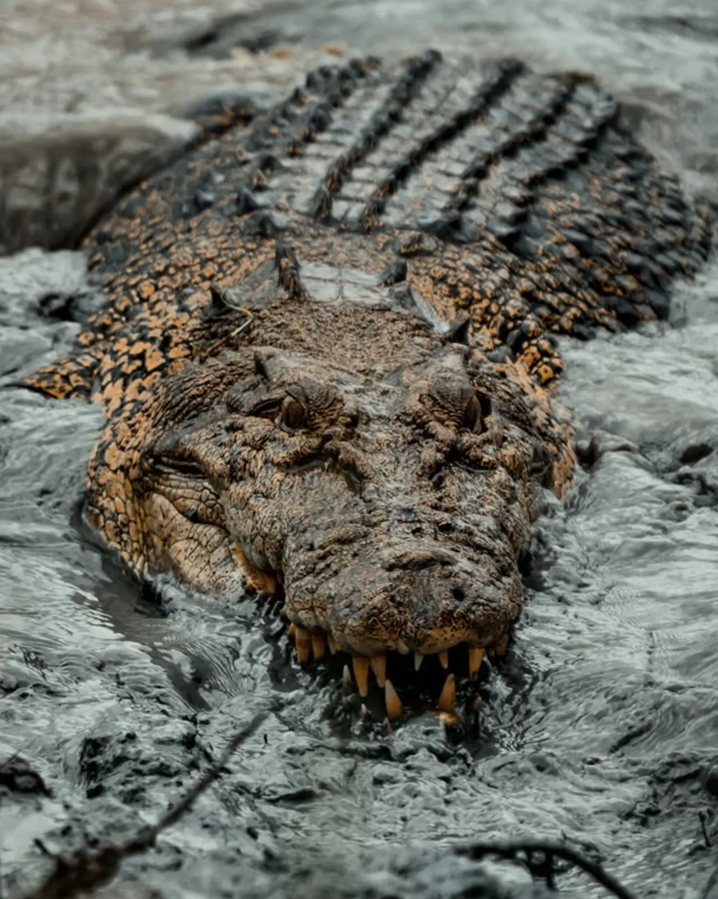 adelaide river crocodile