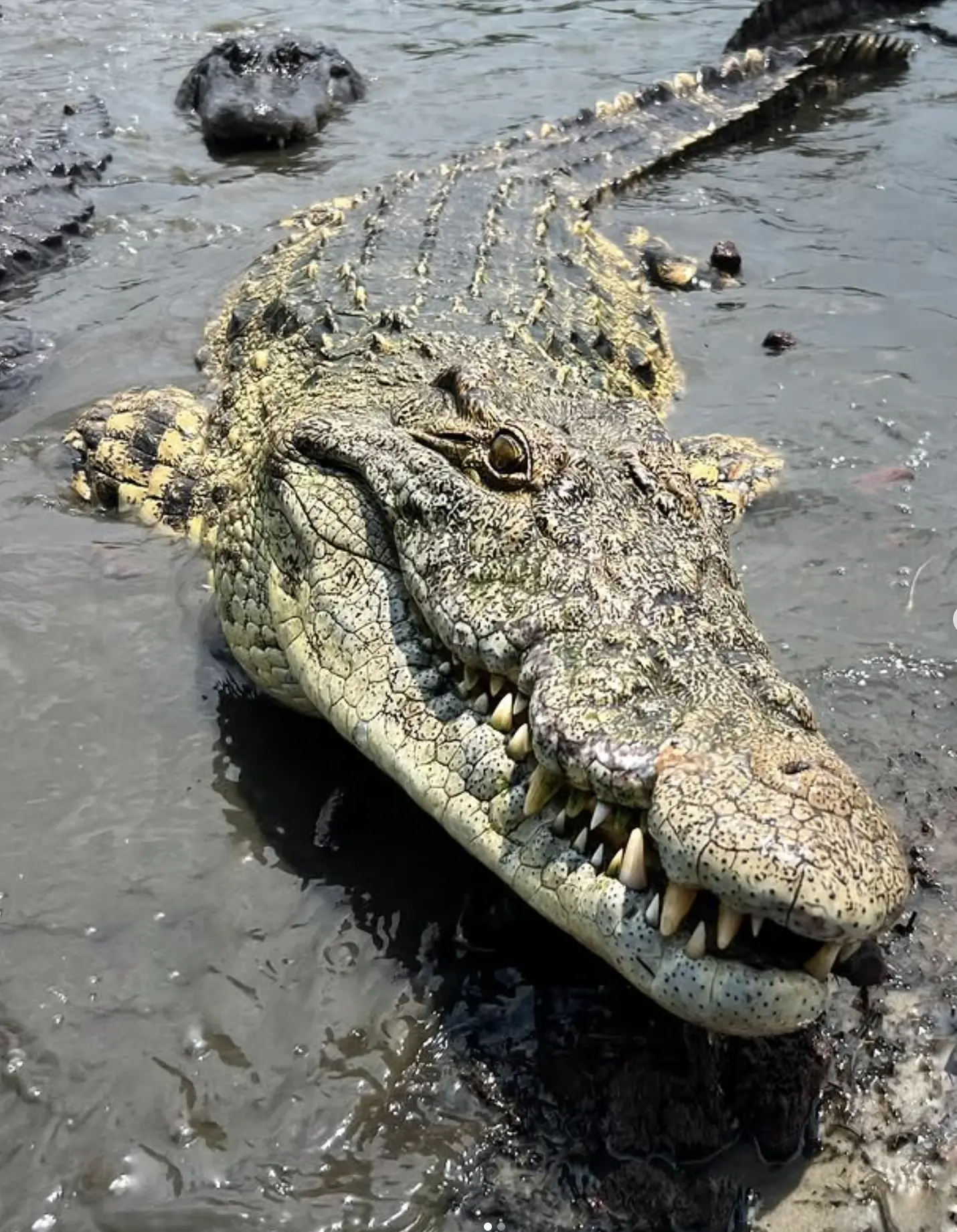croc farm rockhampton