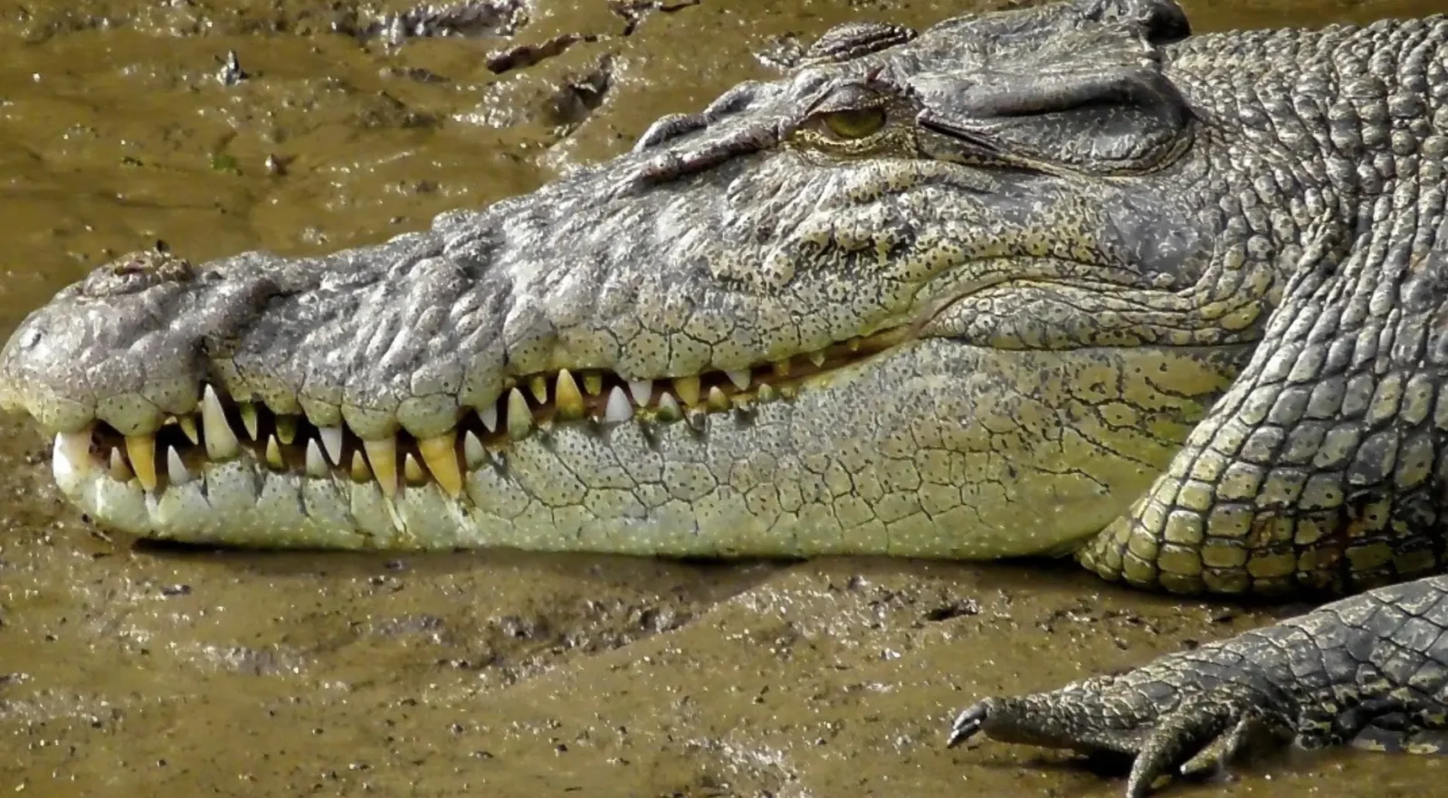 modern crocodiles