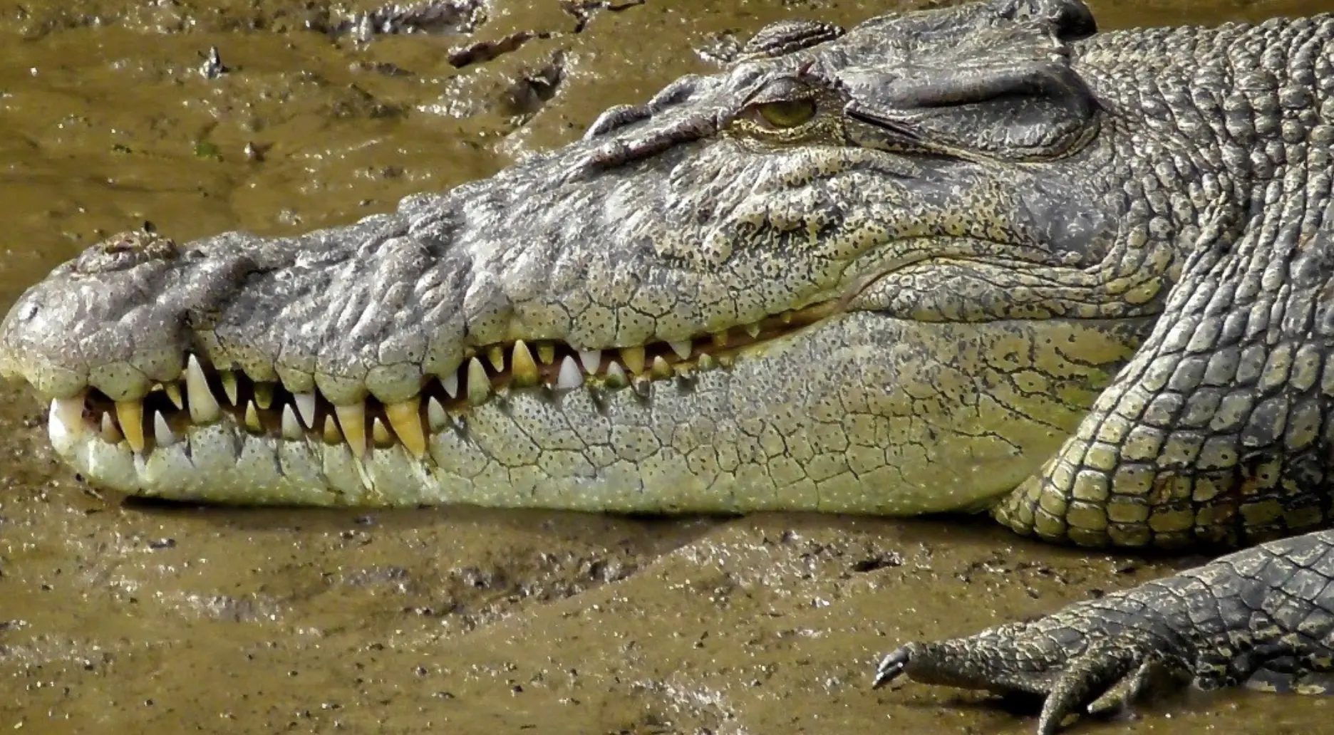 modern crocodiles