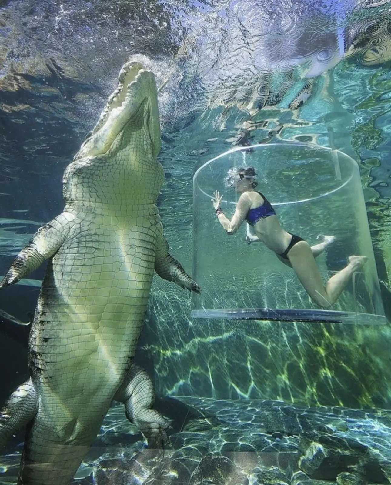 crocodile cove