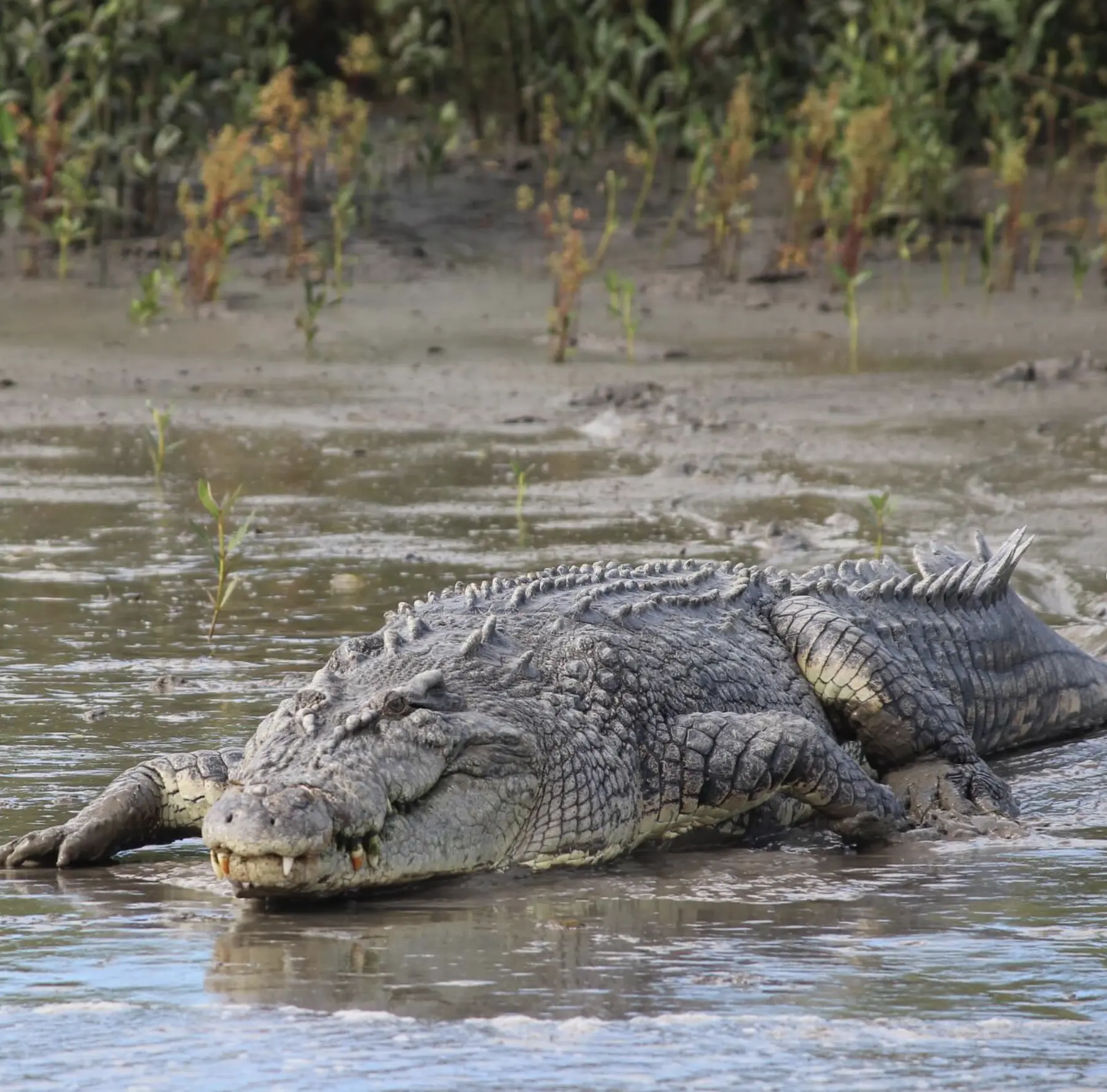 Crocodile farm