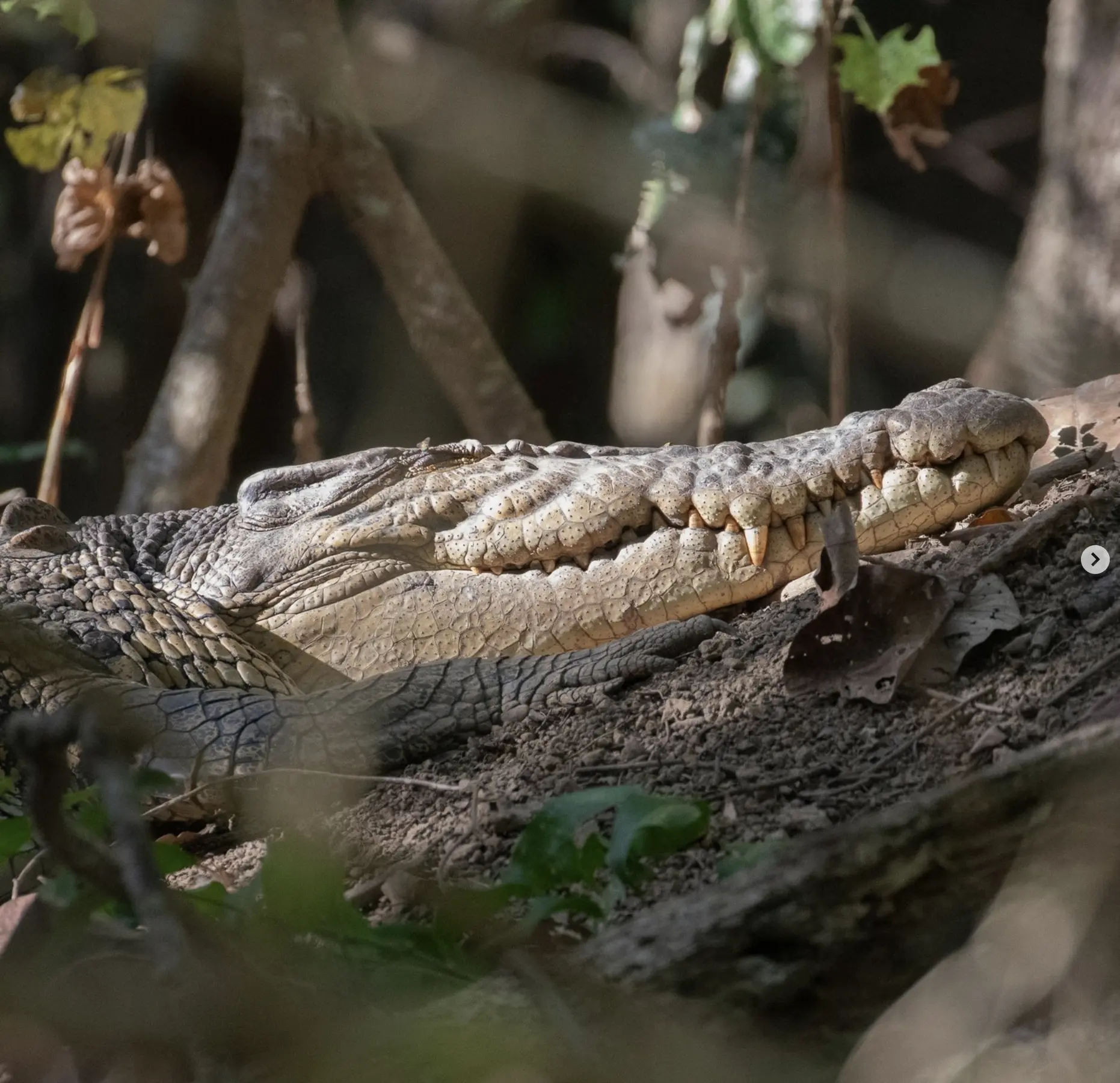 crocodile farm rockhampton