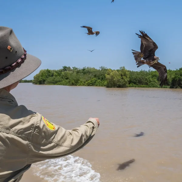 darwin croc tour