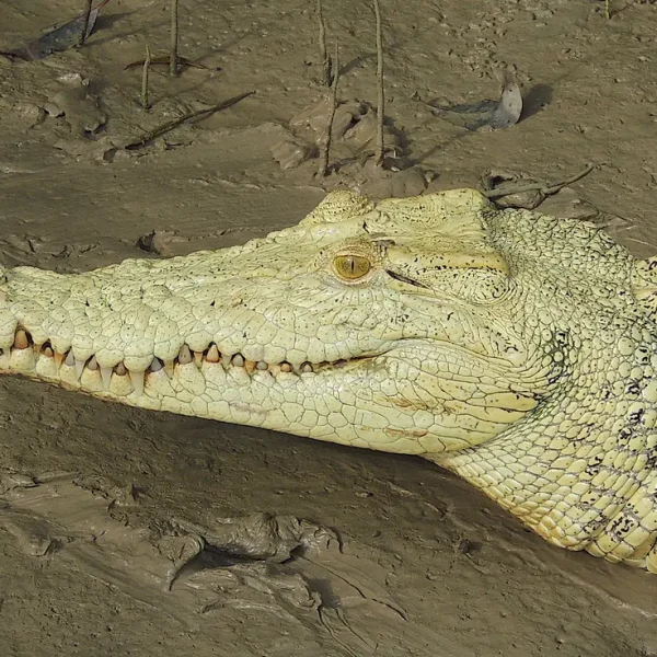 jumping crocodile