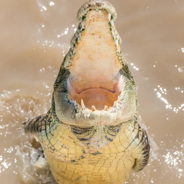 Jumping Crocodile Cruise