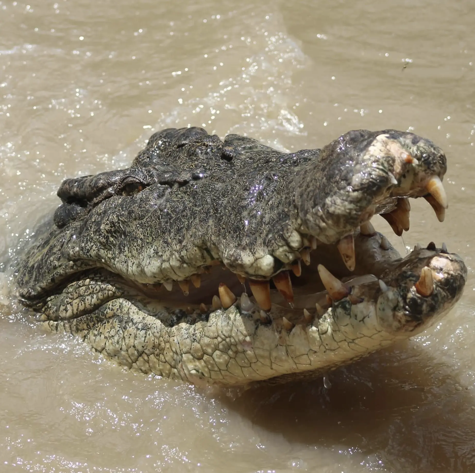 freshwater crocodile hatchlings