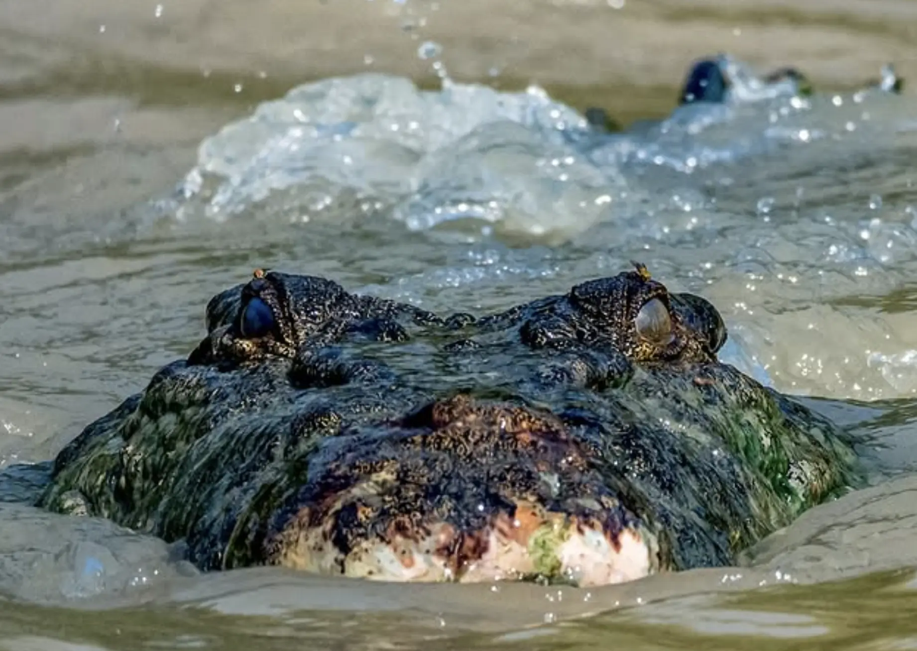 freshwater crocodiles play a role in Dreaming stories