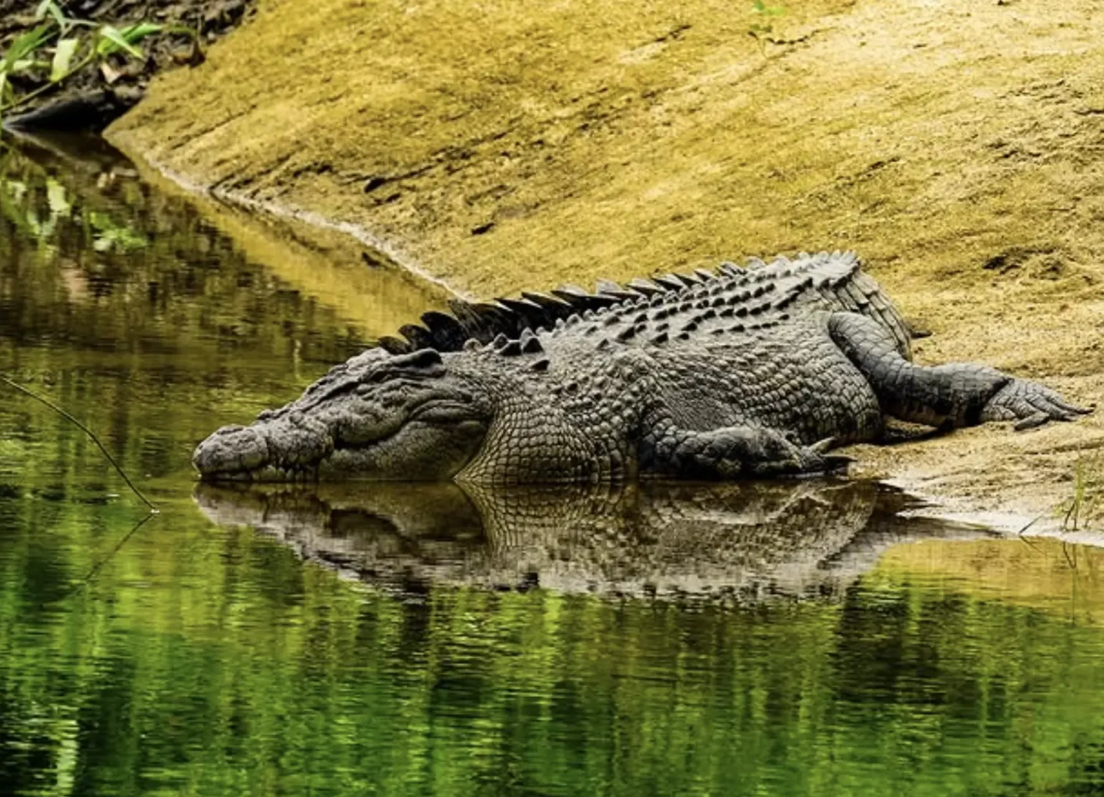 how often do crocodiles eat