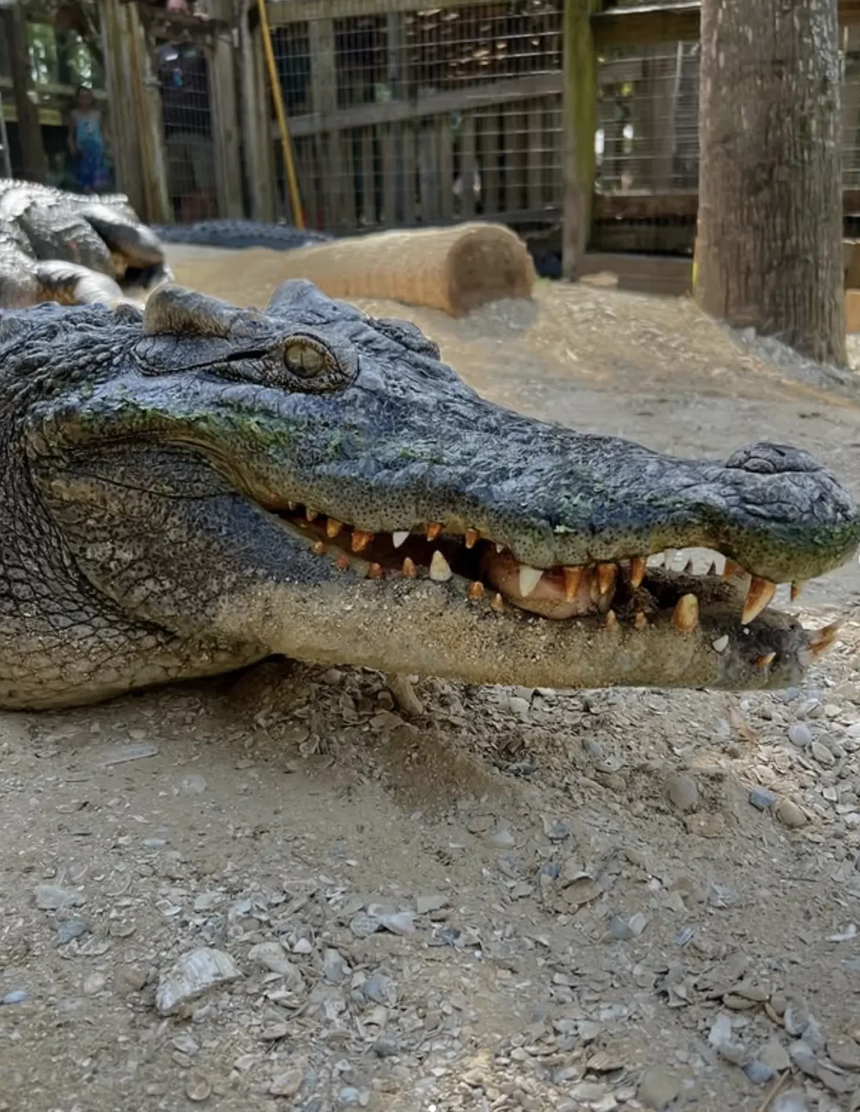 koorana crocodile farm