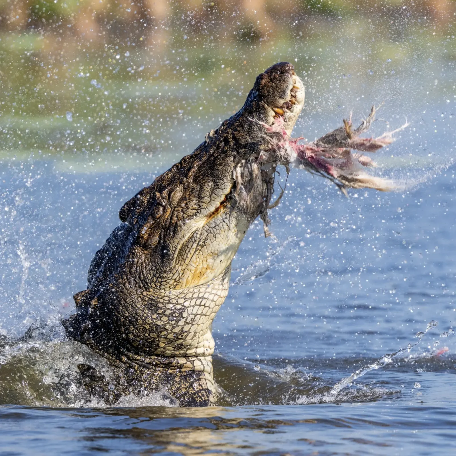 what animals do crocodiles eat