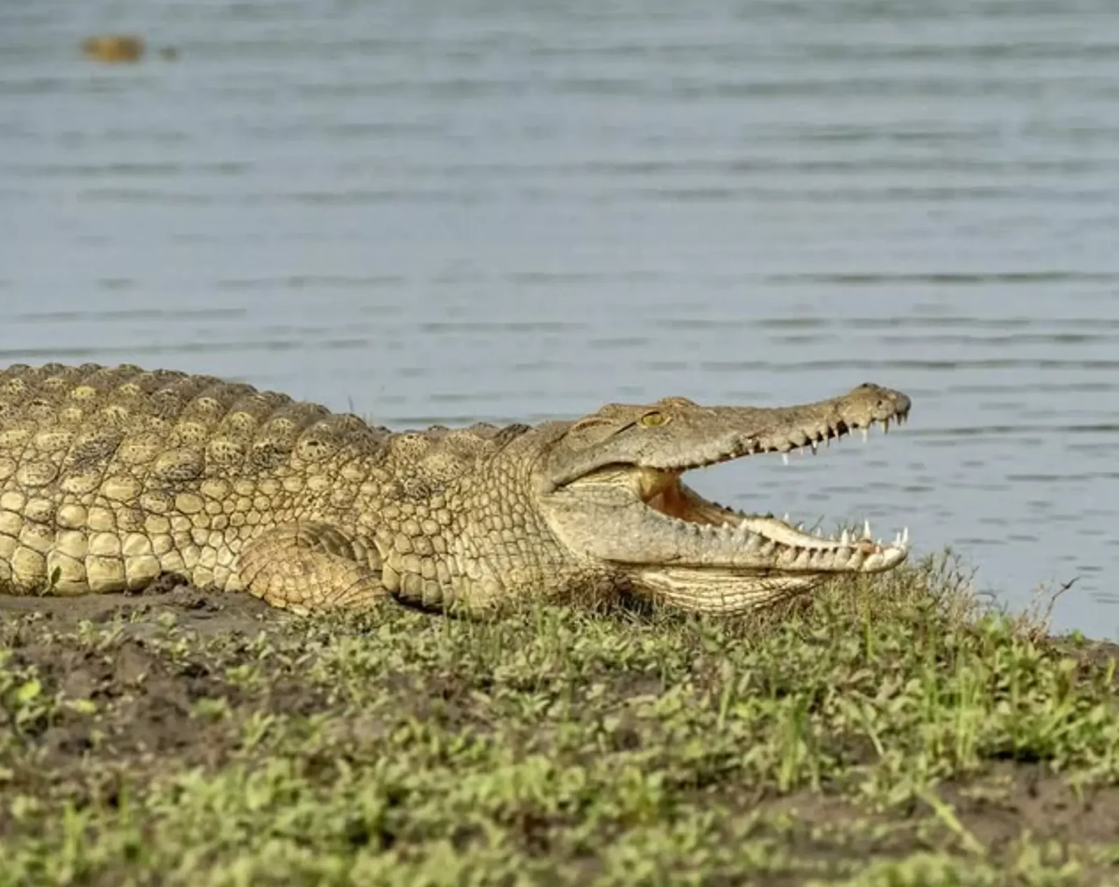 what crocodiles eat