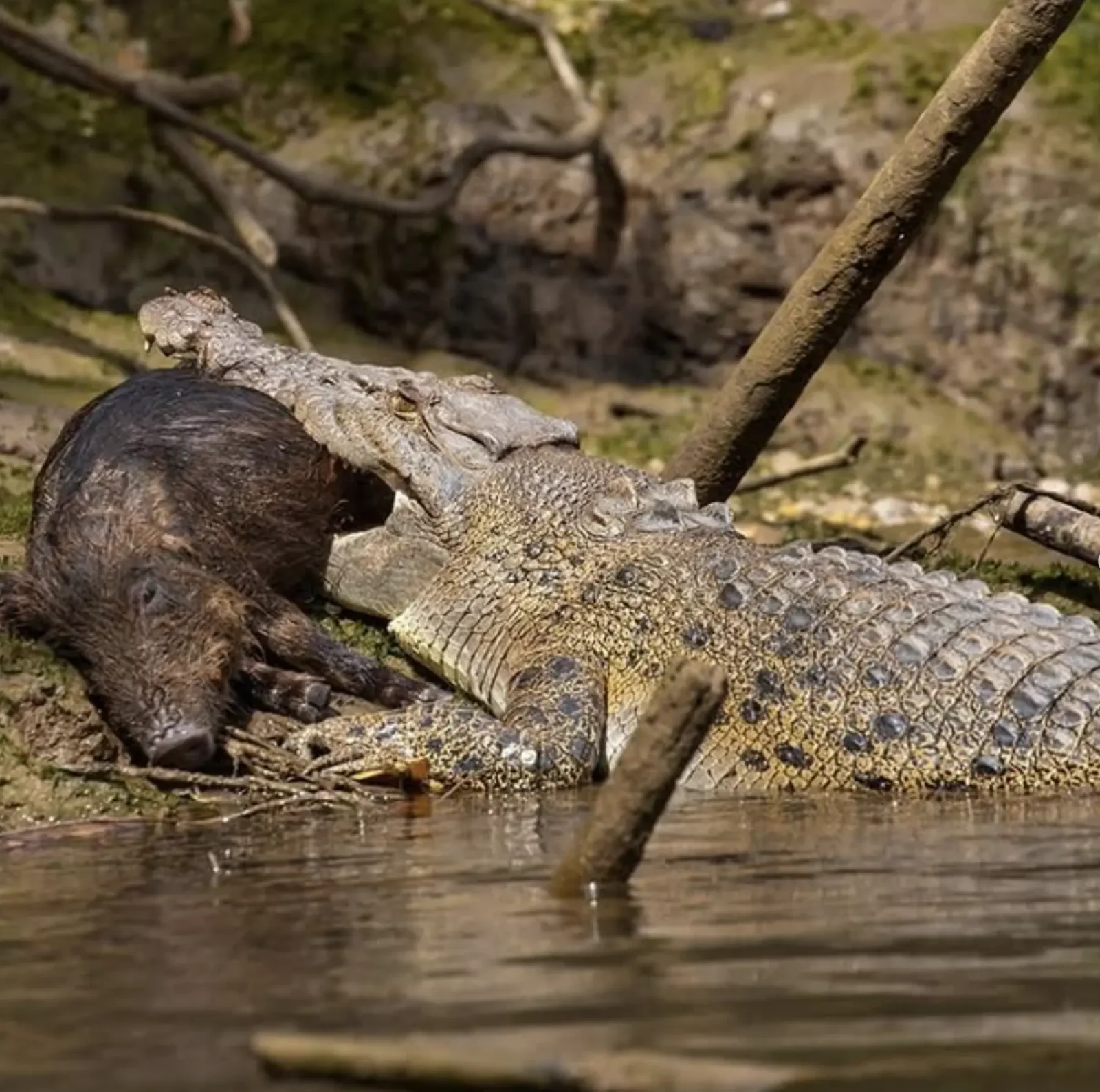 what do crocodiles eat in australia
