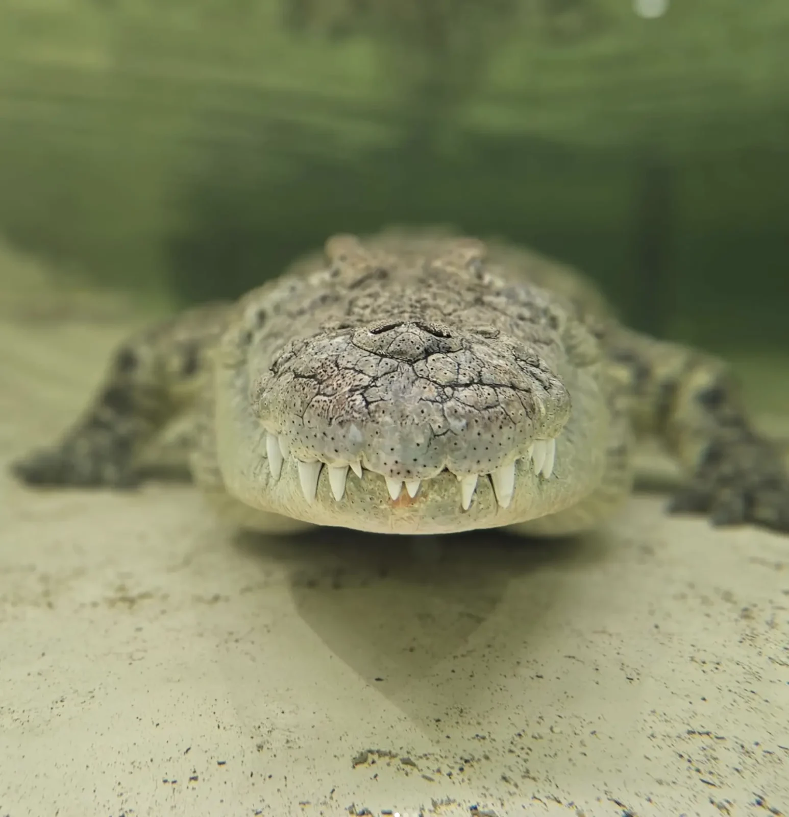 what do saltwater crocodiles eat