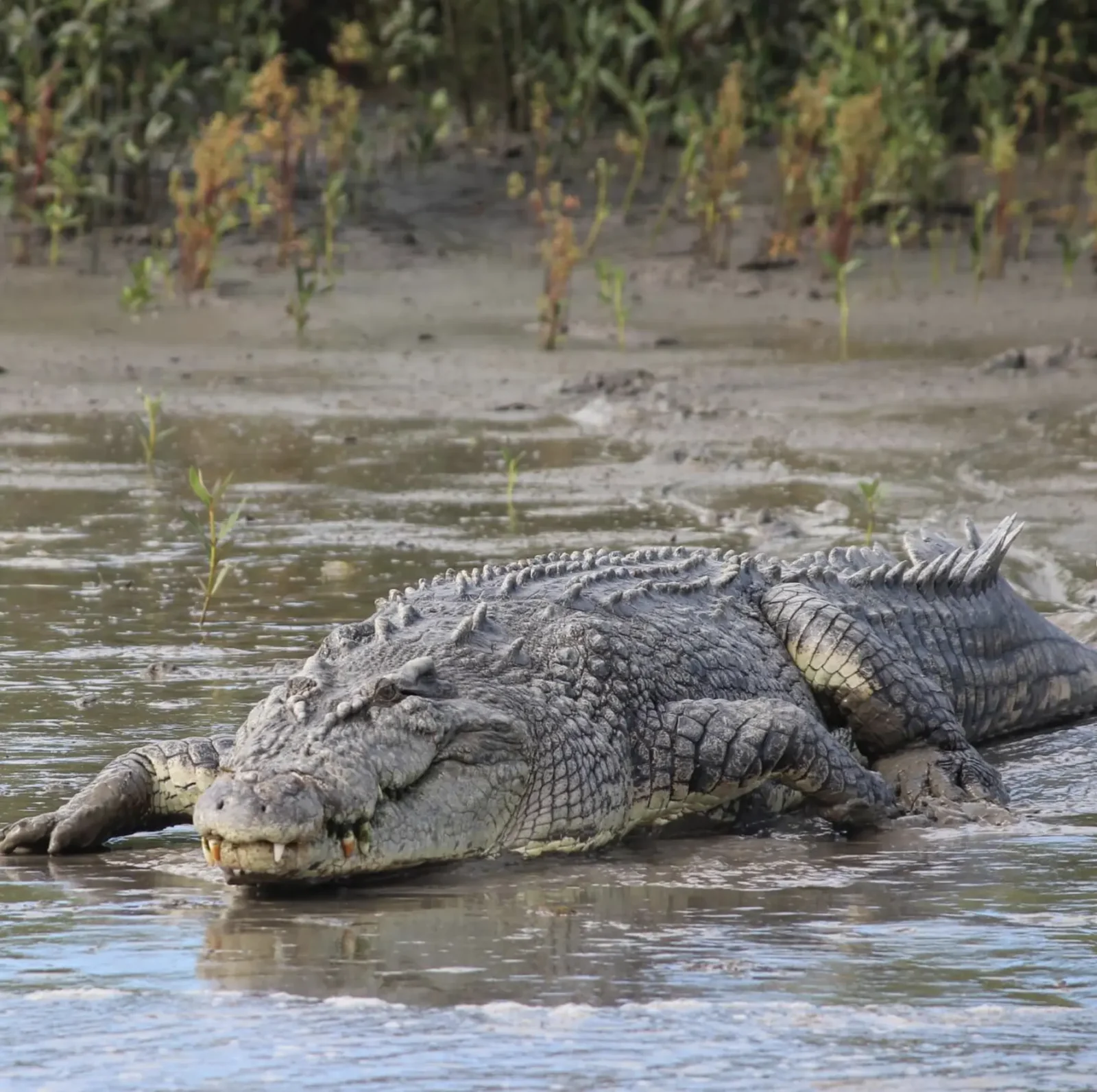 what does a crocodile eat