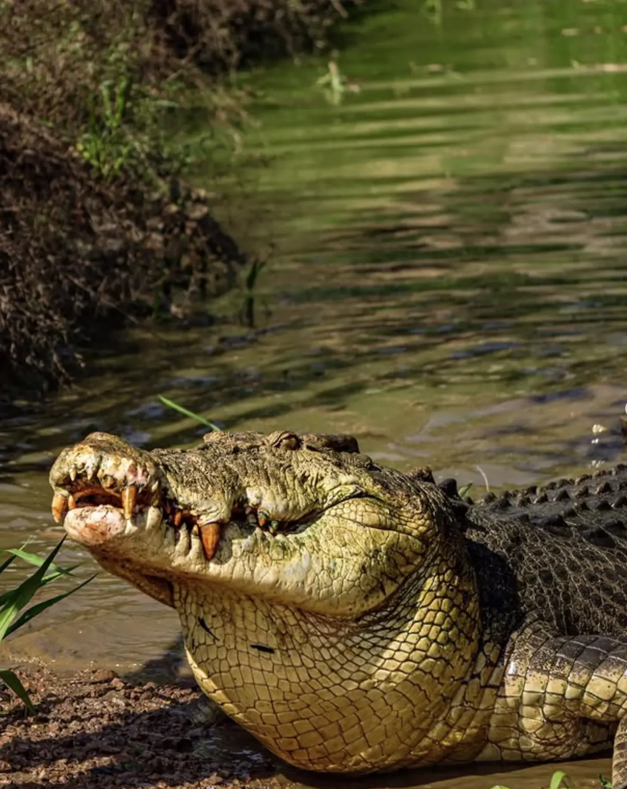 what does crocodile eat